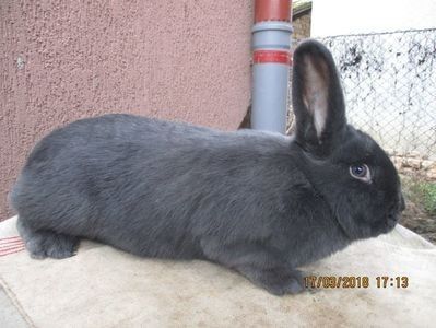 fem! - X ARHIVA IEPURI CE AM AVUT