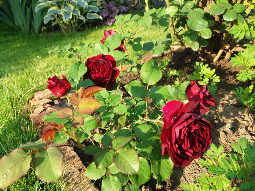 Picture 131 - Gradina 2018