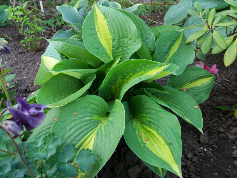 Picture 132 - Gradina 2018