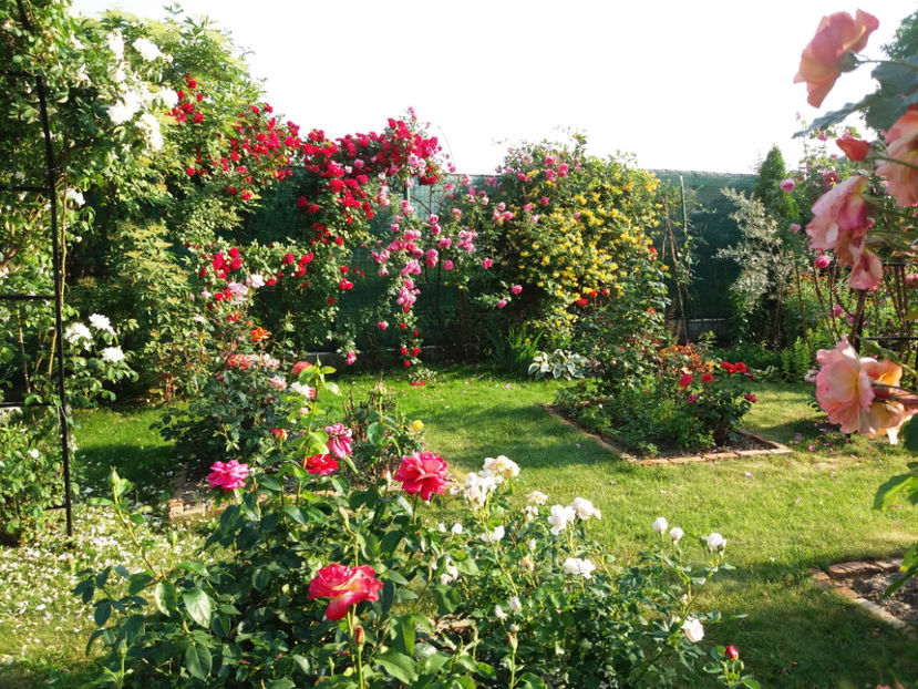 Picture 141 - Gradina 2018