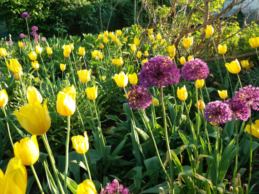 Picture 000 - Gradina 2018