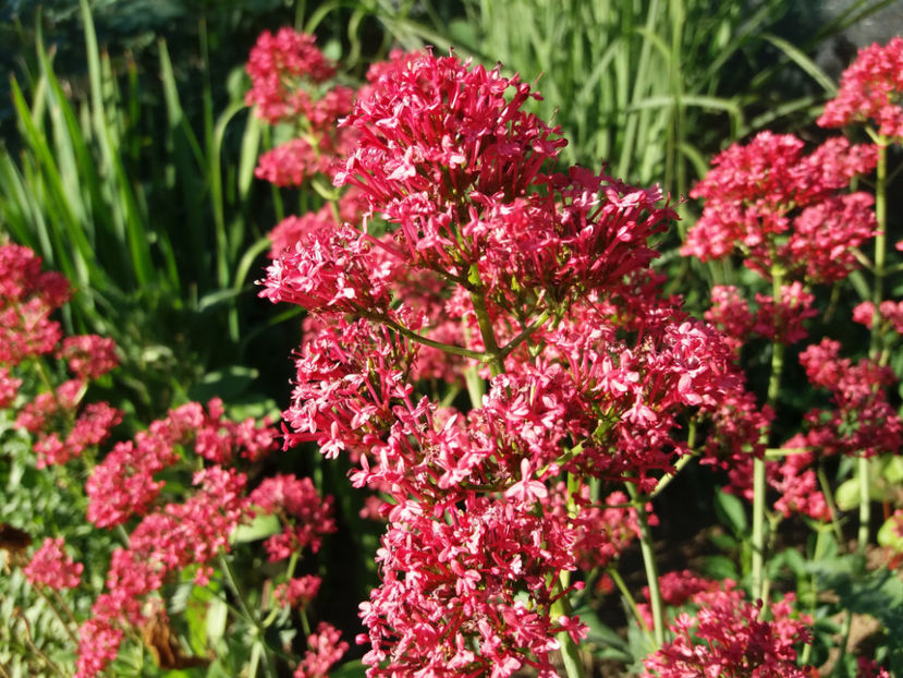 Picture 264 - Gradina 2018