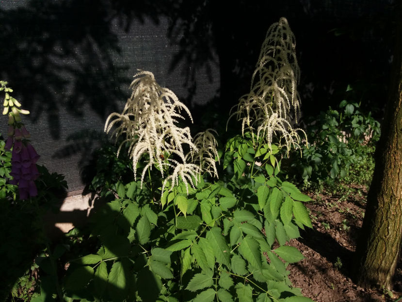 Picture 267 - Gradina 2018