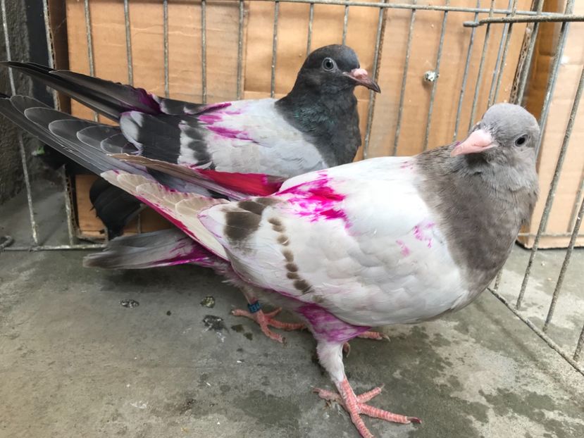 562B0B30-6945-49AB-AD65-1EB362F48C84 - Pui Wuta