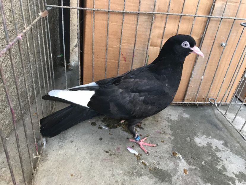 D8D5F295-D18A-4655-89E3-E3DB153B088F - Pui Wuta