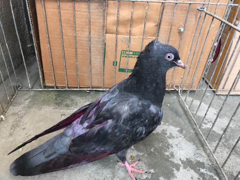 AFB5E7C5-1581-48B7-9C12-88FC43446CEC - Pui Zburator Beograd