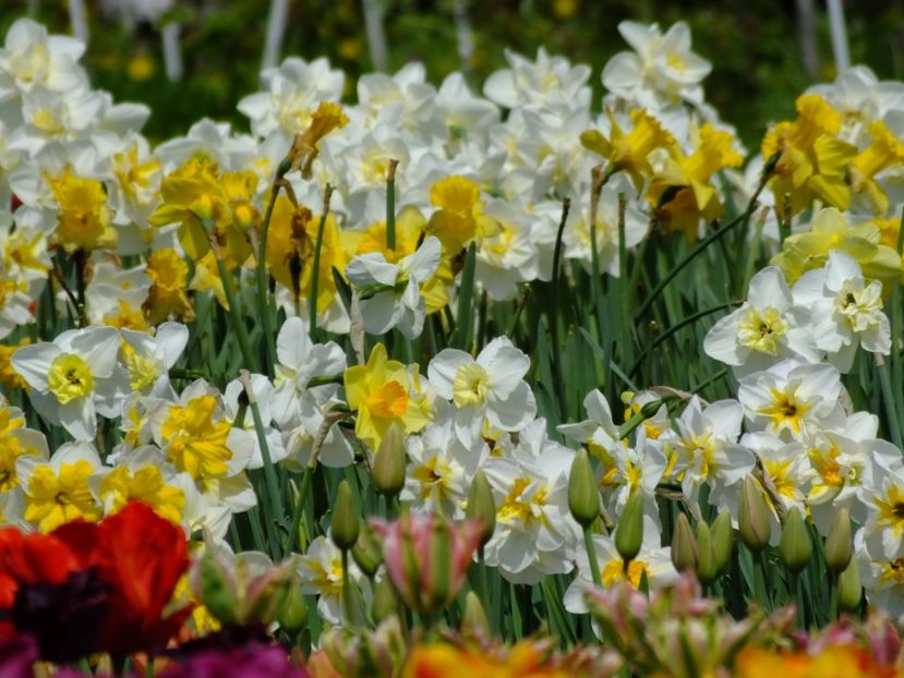 15.04.2018 - 2018_03_Narcise_II