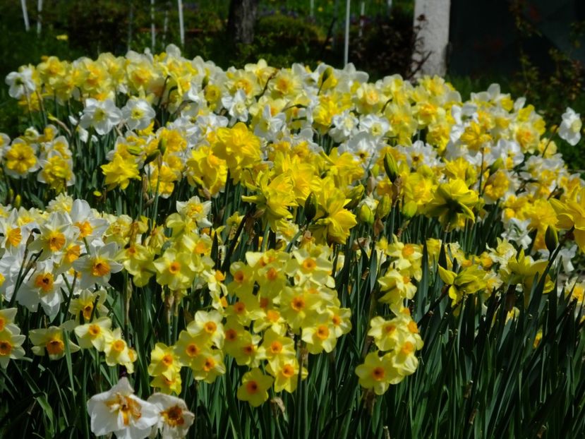  - 2018_03_Narcise_II