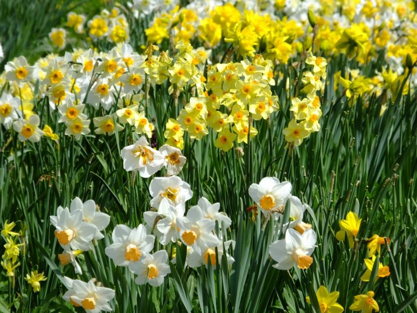  - 2018_03_Narcise_II