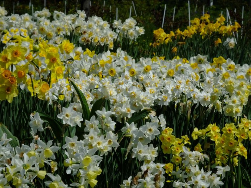  - 2018_03_Narcise_II