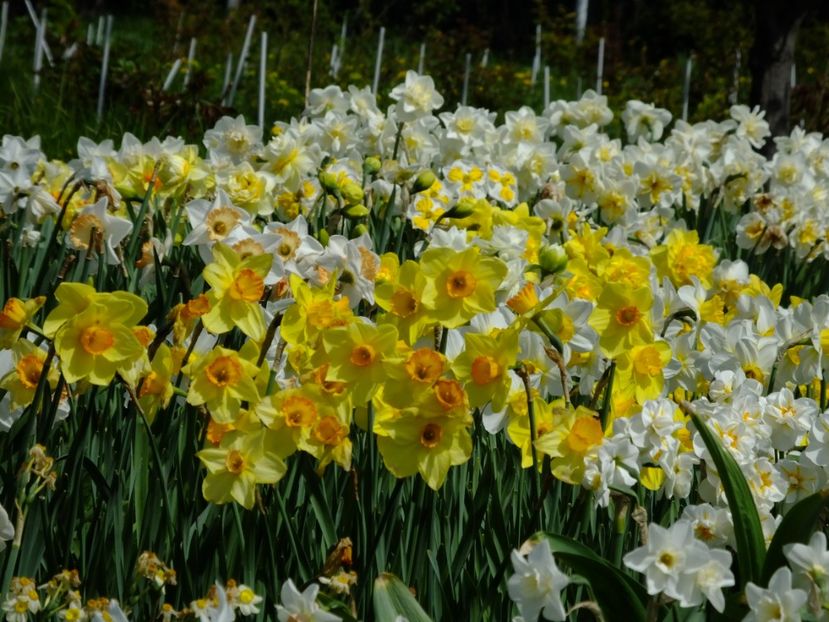  - 2018_03_Narcise_II