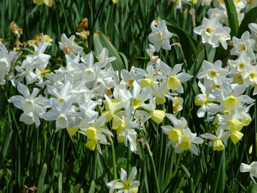  - 2018_03_Narcise_II