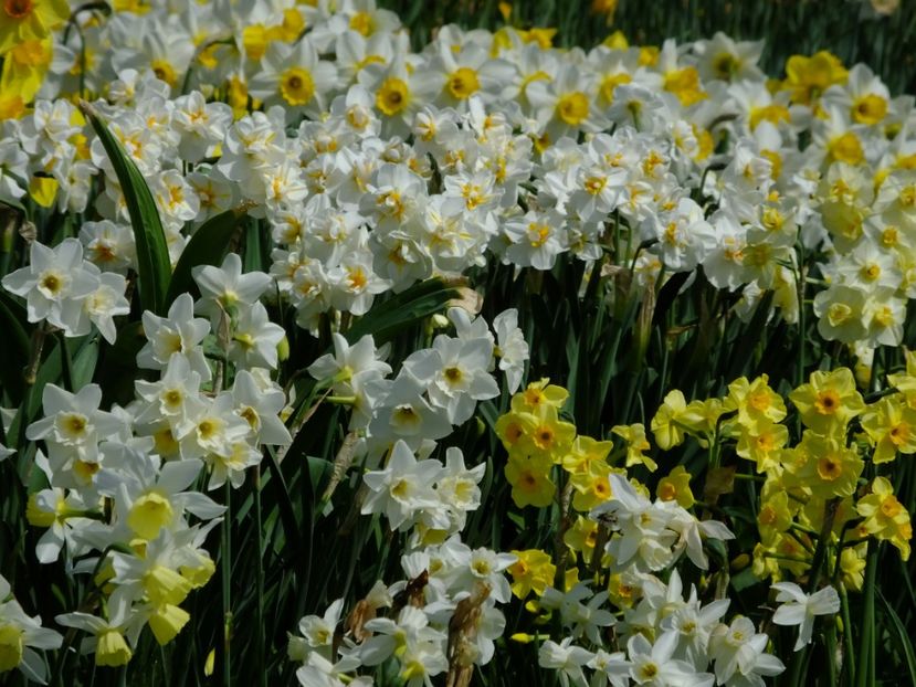  - 2018_03_Narcise_II