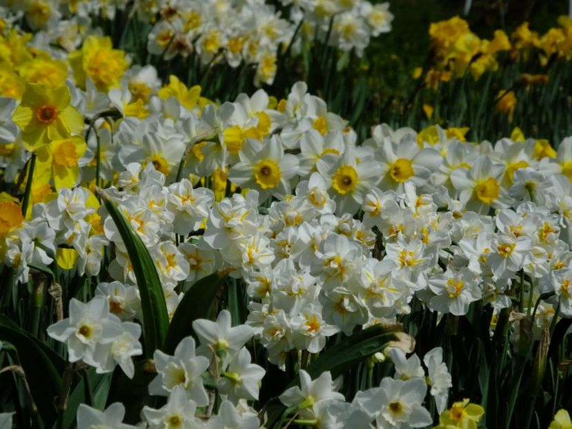  - 2018_03_Narcise_II