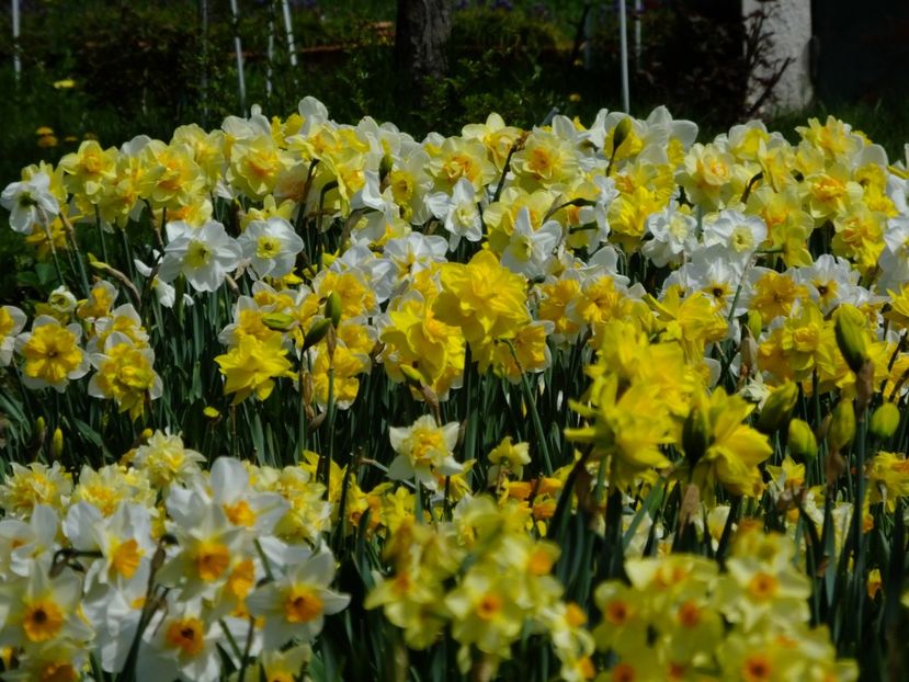  - 2018_03_Narcise_II