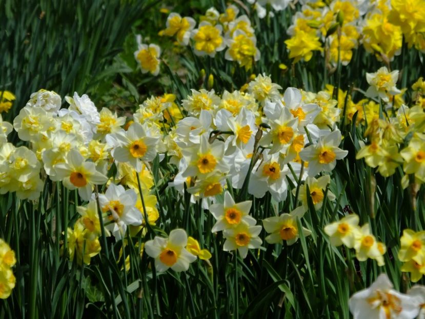  - 2018_03_Narcise_II