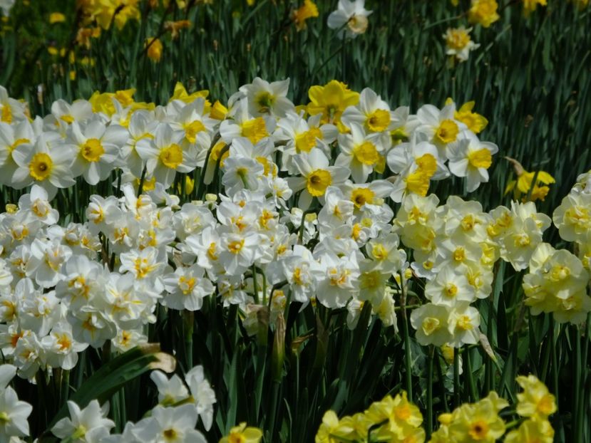  - 2018_03_Narcise_II