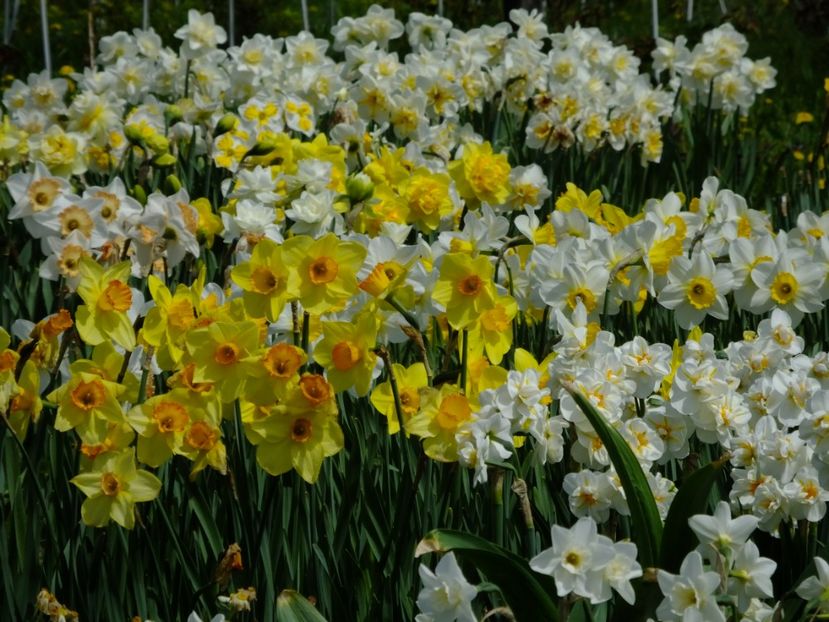  - 2018_03_Narcise_II