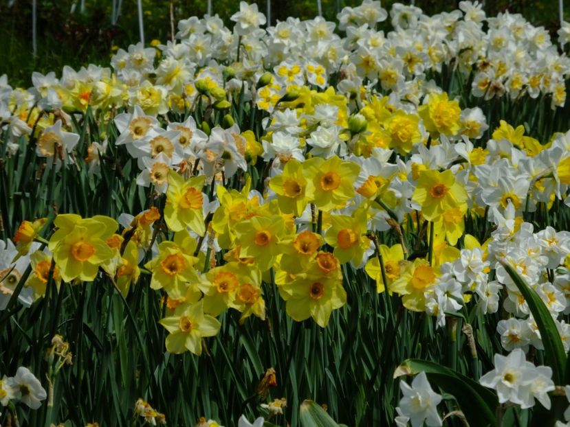  - 2018_03_Narcise_II