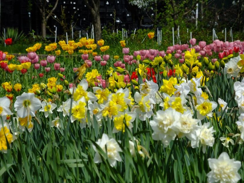  - 2018_03_Narcise_II