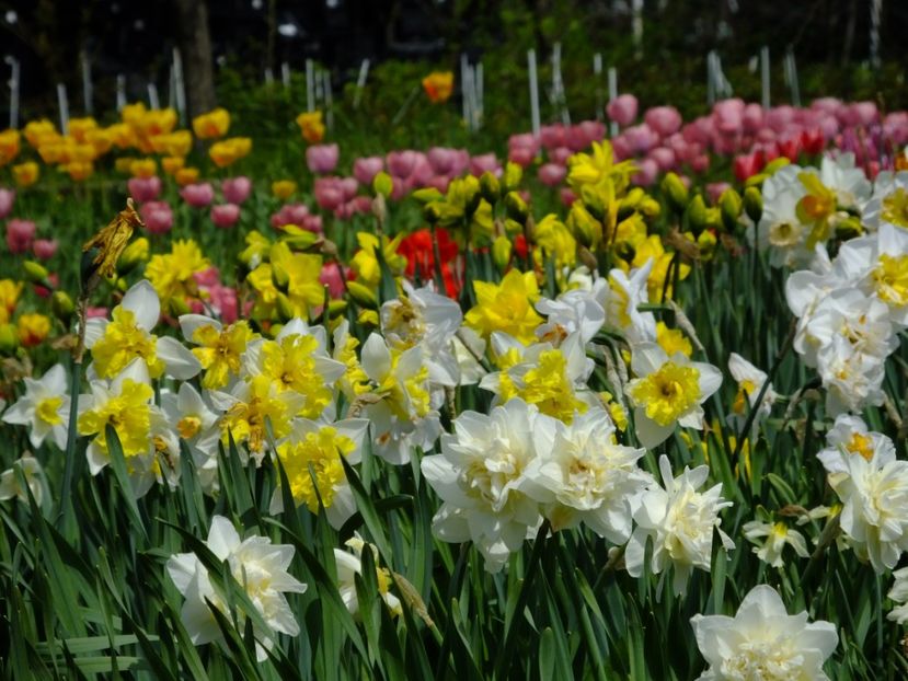  - 2018_03_Narcise_II