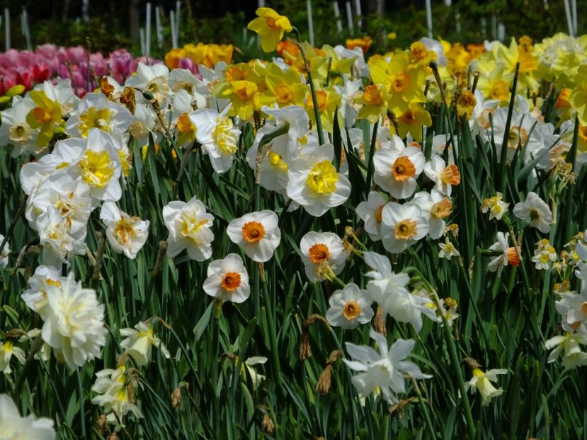  - 2018_03_Narcise_II