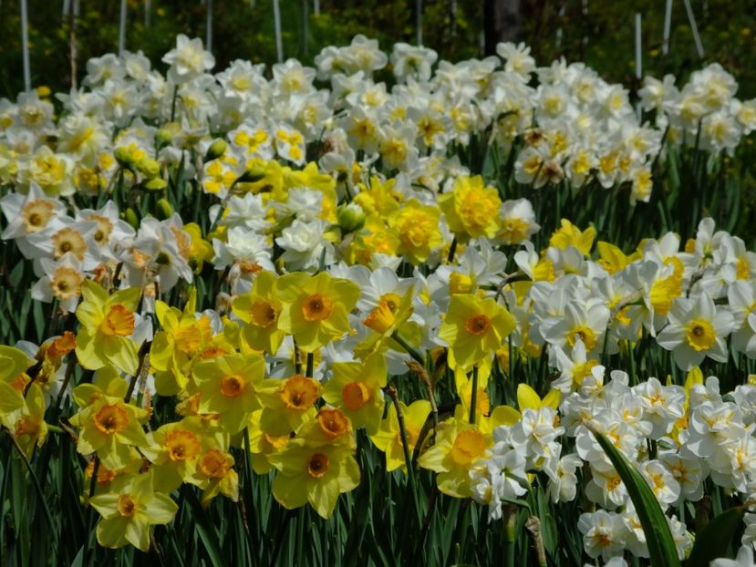  - 2018_03_Narcise_II