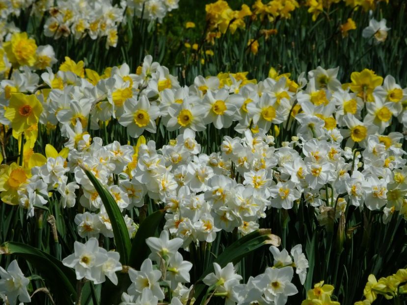  - 2018_03_Narcise_II