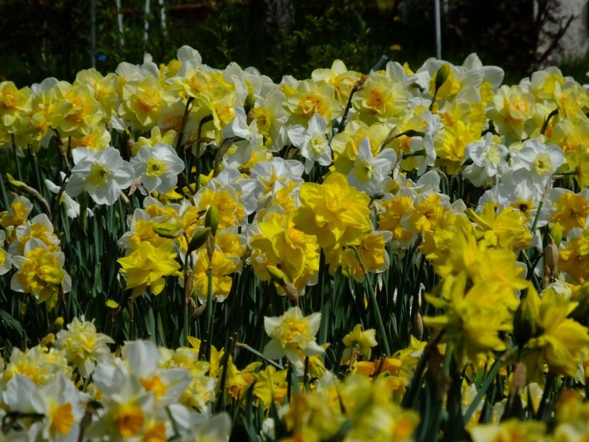  - 2018_03_Narcise_II