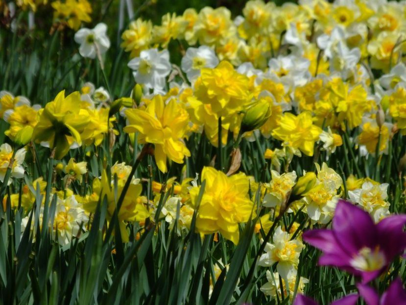  - 2018_03_Narcise_II