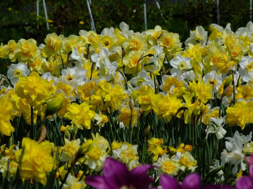  - 2018_03_Narcise_II