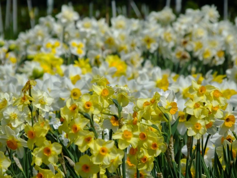  - 2018_03_Narcise_II