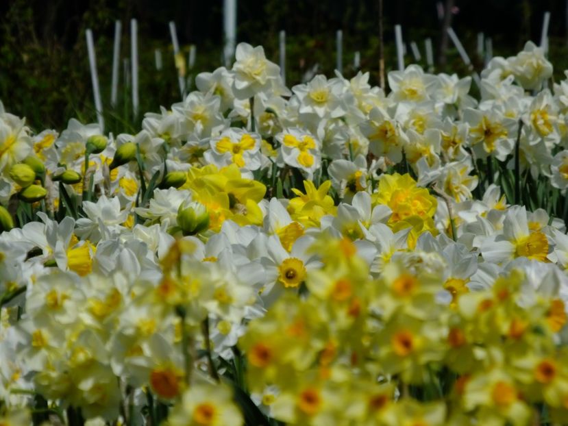  - 2018_03_Narcise_II