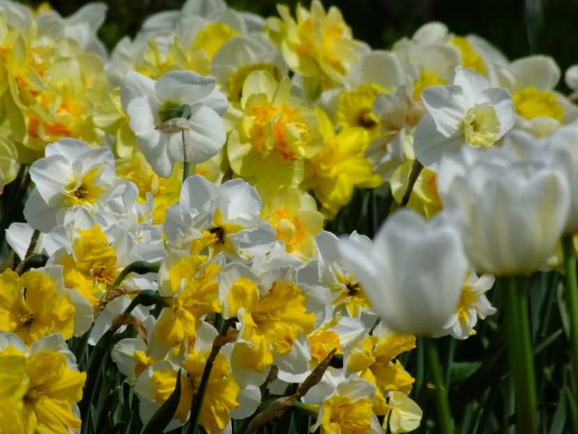  - 2018_03_Narcise_II