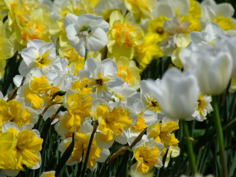  - 2018_03_Narcise_II