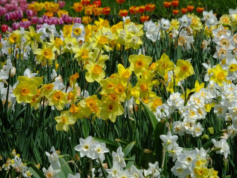  - 2018_03_Narcise_II