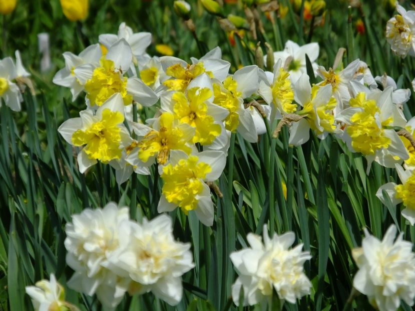  - 2018_03_Narcise_II