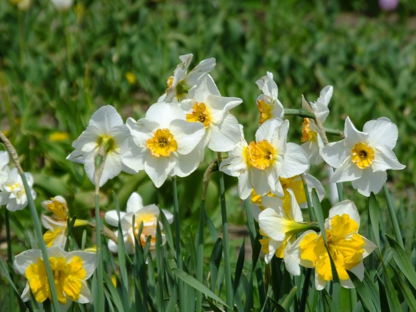  - 2018_03_Narcise_II