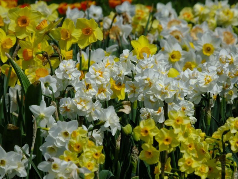  - 2018_03_Narcise_II