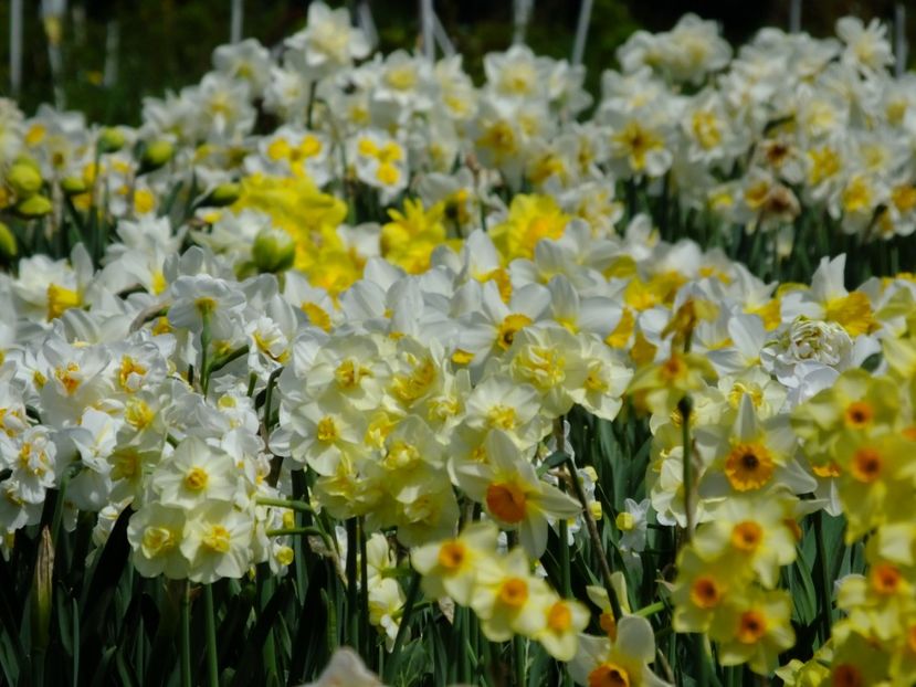  - 2018_03_Narcise_II