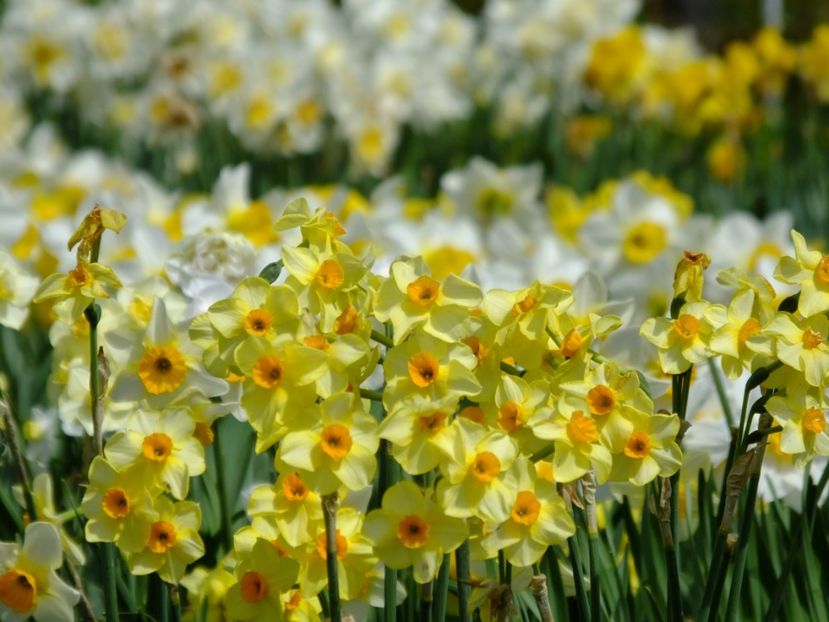  - 2018_03_Narcise_II