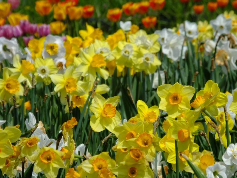  - 2018_03_Narcise_II