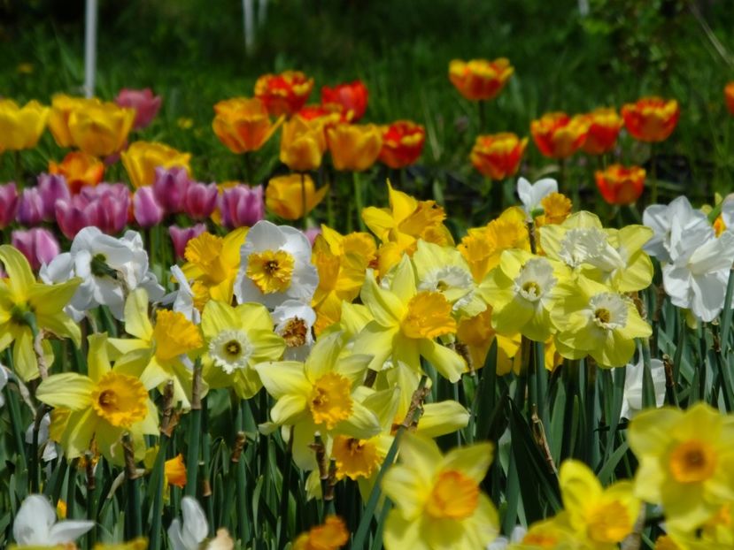  - 2018_03_Narcise_II