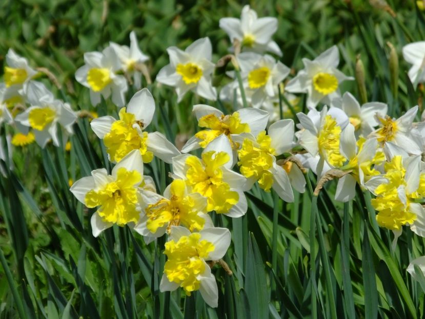  - 2018_03_Narcise_II