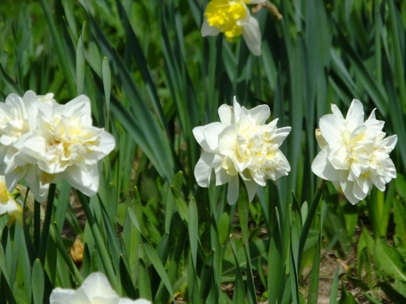  - 2018_03_Narcise_II