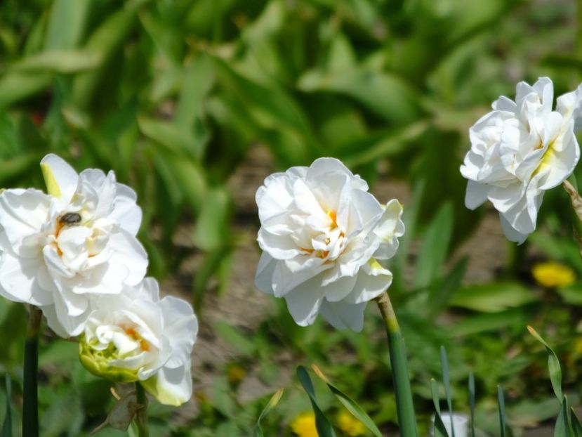  - 2018_03_Narcise_II