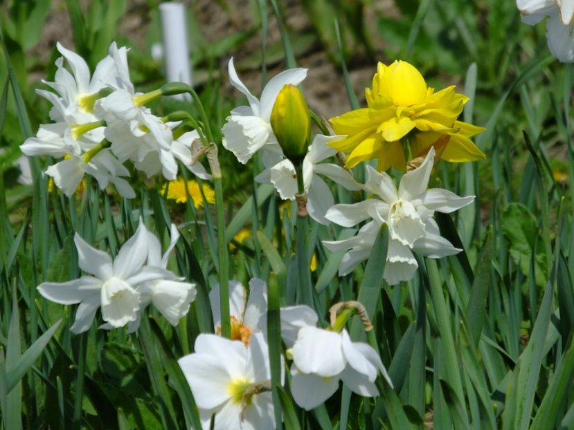  - 2018_03_Narcise_II