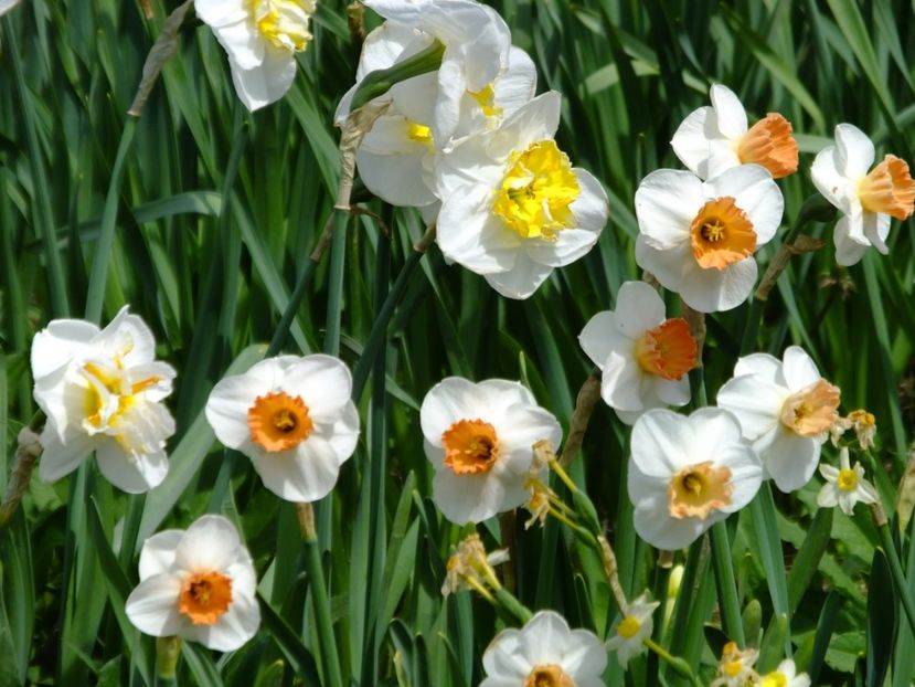  - 2018_03_Narcise_II