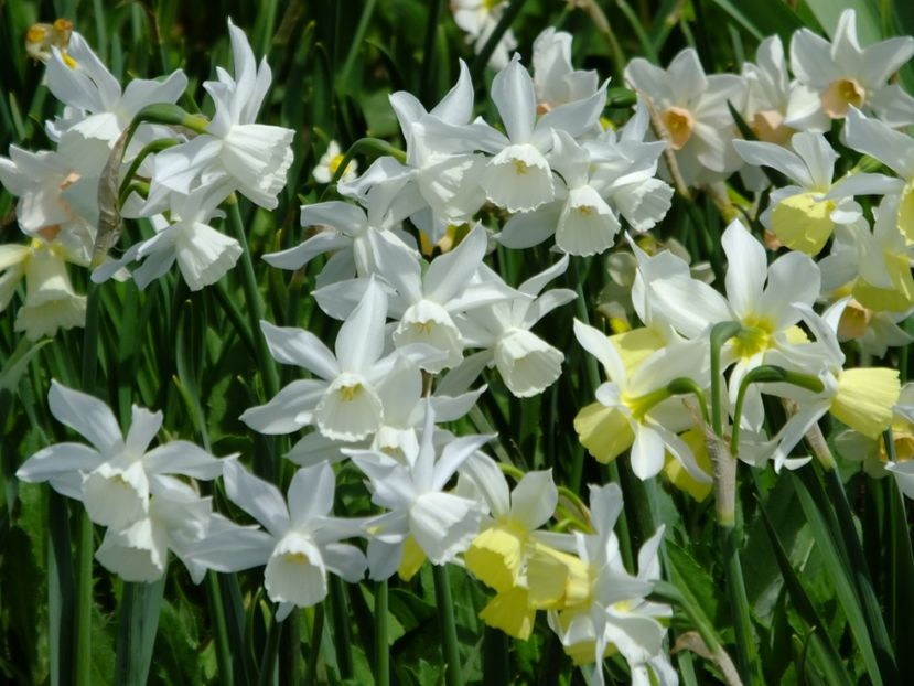  - 2018_03_Narcise_II