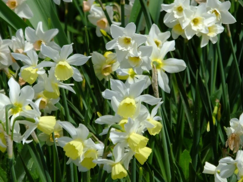  - 2018_03_Narcise_II